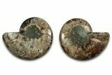 Cut & Polished, Agatized Ammonite Fossil - Madagascar #346157-1